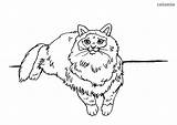Cat Coloring Ragdoll Cats Pages Printable Sheets Print sketch template