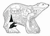 Alaska Polaire Coloriage Ours Coccia Animaux раскраски взрослых поиск Depuis Arktis Animal Zentangle sketch template
