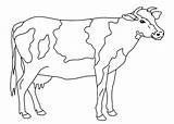 Kuh Kostenlos Malvorlage Ausmalbilder Rind Ausmalbild Ausdrucken Malvorlagen Kühe Drucken sketch template