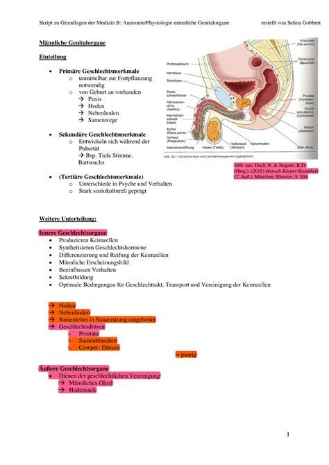 skript maennliche genitalorgane maennliche genitalorgane einteilung