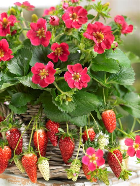 strawberry plant fragaria roman set   florastore