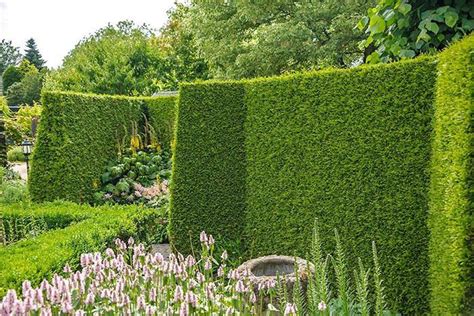 evergreen hedge  privacy paramount plants