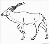 Coloring Antelope Addax Pages Desert Sahara Drawing Wildebeest Clipart Color Pronghorn Printable Print Drawings Beautiful Cliparts Getdrawings Getcolorings Results sketch template