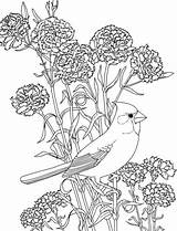 Ohio Cardinal Coloring State Red Flower Carnation Pages Brid Printable Bird Birds Color Flowers Supercoloring Book Theme sketch template