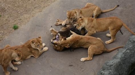 female lioness attack male lion kill america zoo youtube