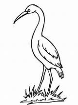 Kolorowanka Bocian Cegonha Desenho Stork Druku Pintarcolorir Jedzenia Poszukiwaniu Wydruku sketch template