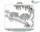 Bromeliad Bromelia Rainforest Alliance Designlooter sketch template
