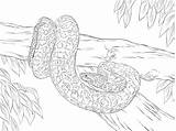 Anaconda Serpent Anakonda Sucuri Anacondas Reticulated Snake Amarilla Colorier Supercoloring Coloriages Gelbe Printables sketch template