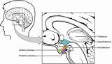 Pituitary Hypothalamus Gland Anterior Hormones Anatomy Complex Posterior Lateral Brain Infundibulum Stalk Lobes Thalamus Connects Located Illustration Different sketch template