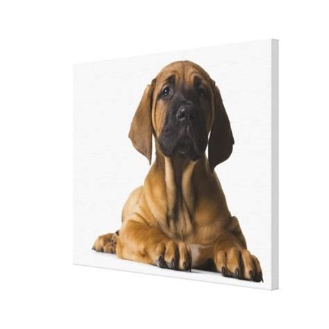 puppy dog  canvas print zazzlecom dogs puppies puppies canvas