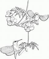 Coloring Hummingbird Pages Print Coloring4free Hummingbirds Line Drawing Throated Ruby Printable Humming Bird Adult Clip Flower Gif Getdrawings Colibris Choose sketch template