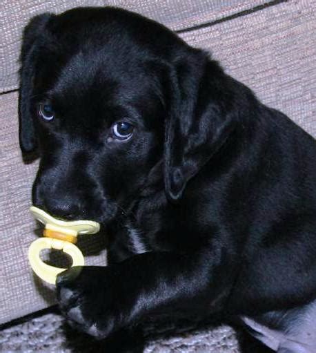 Labrador Retriever Puppies What Should You Look For In A