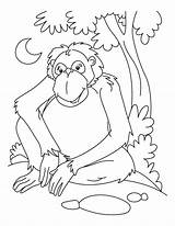 Coloring Chimpanzee Pages Orangutan Print Chimp Printable Waiting Orangutans Template Kids Popular Getcolorings Getdrawings Library Clipart sketch template