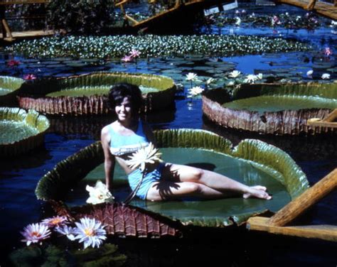 florida memory unidentified woman on a large lily pad at slocum water