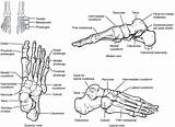 Bones Foot Lower Posterior Limb Medial Figure Phalanges Lateral Human Tarsal Anatomy Metatarsal Right Left Mid Divided Groups Three Into sketch template