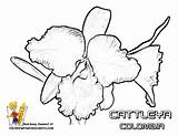 Cattleya Orchid Orchids sketch template