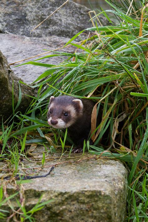 european polecat polecat alexeames flickr