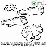 Coloring Frogs Pages Printable Nature sketch template