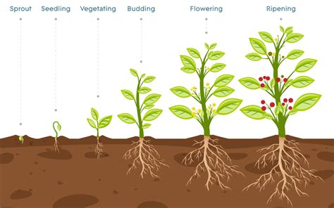 plant growth stages  overview agrowtronics iiot  growing