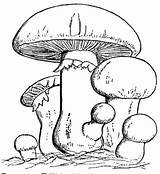 Coloring Pages Mushroom Mushrooms Colouring Family Drawing Printable Fungi Sheets Adults Color Mario Book Getdrawings Psychedelic Toadstool Trippy Getcolorings Tinkerbell sketch template