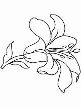 Coloring Pages Flower Lily Flowers Printable Primarygames Color Lilies Print Visit Kids sketch template