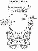 Monarch Farfalla Schmetterling Vitale Borboleta Raupe Draw Papillon Cykl Motyl Motyla Lebenszyklus Kolorowanka Rozwojowy Nasze Przedszkole sketch template