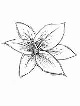 Lilies Zeichnung Draw Blumenzeichnungen Leichte Bleistift Skizzen Aesthetic Flowernifty Sketching sketch template