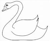 Cigno Swan Preschool Coloradisegni Coloringbay sketch template