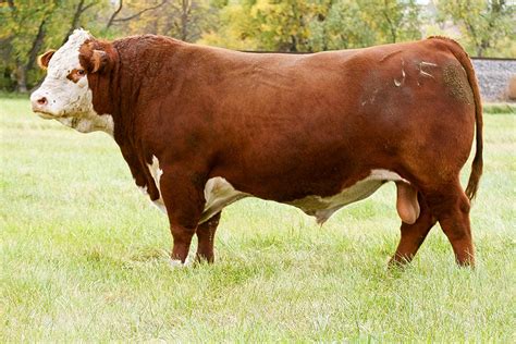 njw herd sires njw polled herefords