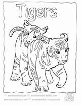 Tiger Coloring Pages Baby Cute Tigers Lsu Sheets Printable Kids Mother Colouring Color Footprints Cub Animals Cubs Drawing Colour Print sketch template