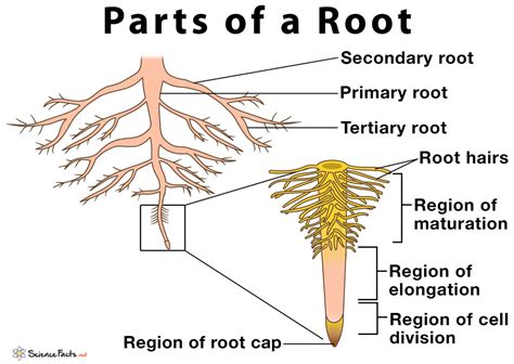main parts  roots   functions