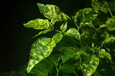 jalapeno pepper plant leaves