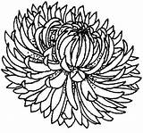 Chrysanthemum Blooming sketch template