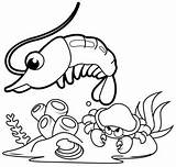 Shrimp Turtle sketch template