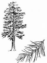 Pine Tree Outline Trees Clipart Coloring Pages Sketch Drawing Cliparts Ponderosa Tattoo Branch Attribution Forget Link Don Print Library sketch template