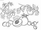 Peaches Coloring Fruits Plums Plants Pages Apricots sketch template