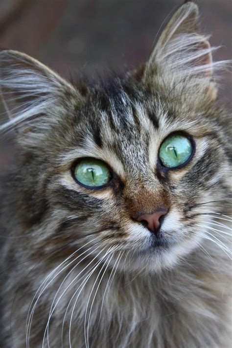exotic pet cats  sale destacadoscolectividadesargentinas