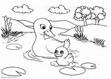 Pond Coloring Pages Ducks Life Printable Color Kids Print sketch template