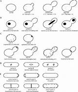 Yeast Budding Classification Fission Based sketch template