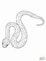 Viper Gaboon Biscia Vipera Horned Designlooter Supercoloring Ausdrucken Ausmalbild Schlangen Cornuta Gratis Serpente sketch template