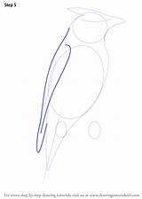 Waxwing Cedar Draw Step Drawing Wing sketch template