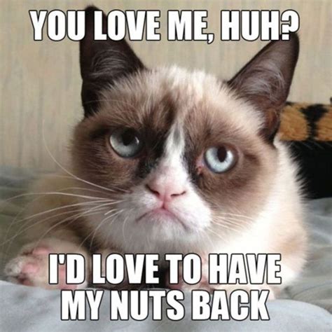 pin auf grumpy cat memes