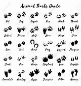Tierspuren Footprints Abbildungen Afrikanische Empreinte Choisir Tiere sketch template