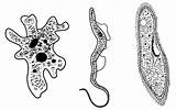 Protozoans Protozoan Flagella Duden Bacteria Cilia Manner sketch template