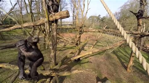 chimp knock   drone