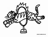 Circus Animals Tiger Coloring Pages Hoop Colormegood sketch template