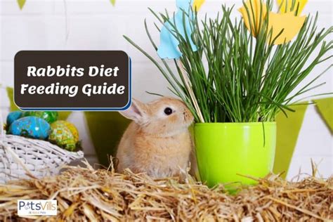 rabbits diet feeding guide treats fruits  veggies