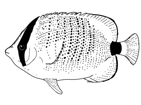 fish coloring pages photo animal place