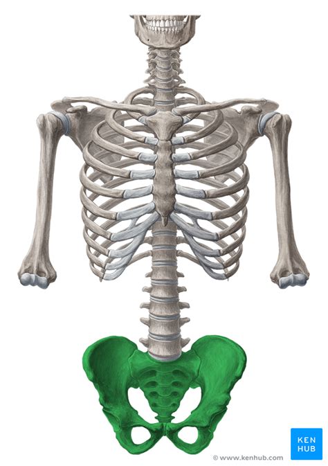 pelvis anatomy bones joints ligaments and foramina kenhub