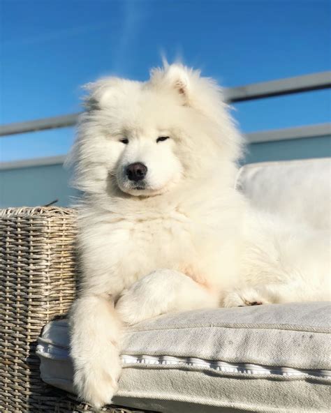 breed   big white fluffy dog